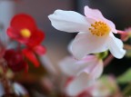 bokeh