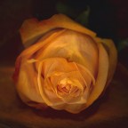 rosa rosa