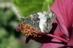 macro macro