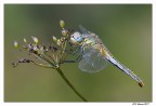 libellula libellula