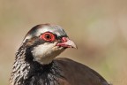 Pernice rossa (Alectoris rufa)