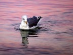 A "spasso" al crepuscolo A "spasso" al crepuscolo