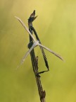 Pterophorus sp. Pterophorus sp.