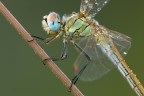 F20- 1/4- ISO 100
Mi interessava riprendere il capo e il torace di questo Sympetrum nei minimi dettagli, tralasciando la parte della coda.
Ho scelto questa composizione per non tagliare le zampettte.

[url=http://i1128.photobucket.com/albums/m500/hawkeye691/_MG_8115-1800-per-il-web-1.jpg][b]Clicca qui per la versione ad alta risoluzione![/b][/url]