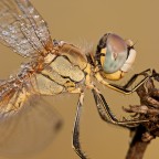 sympetrum - dettagli