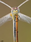 occhi di Sympetrum...