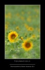 Tournesols