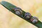le tre sorelle le tre sorelle