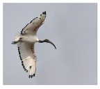 Ibis