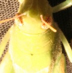 Questa era la mia foto... pronta da 10 giorni ho dimenticato di inviarla.. cosa ne dite???