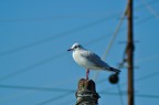 Sailbird Sailbird