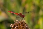 crocothemis erythraea M crocothemis erythraea M