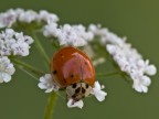 semplice....coccinella semplice....coccinella
