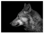The wolf The wolf