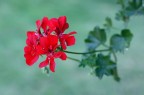 Bokeh Bokeh