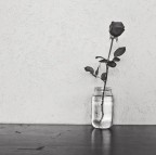 A Rose A Rose