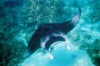 Apnea Apnea