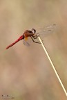 Sympetrum Fonscolombii (maschio)