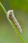 Lasiocampa trifolii Lasiocampa trifolii