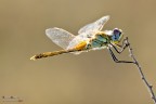 Sympetrum Fonscolombii (femmina) Sympetrum Fonscolombii (femmina)