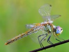 Sympetrum fonscolombii-femmina