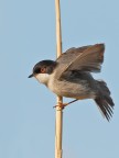 Occhiocotto(Sylvia melanocephala) Occhiocotto(Sylvia melanocephala)