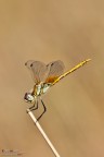 Sympetrum Fonscolombii Sympetrum Fonscolombii