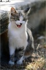 cat portrait