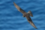 falco della regina falco della regina