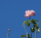 Rosa e il piccolo Rosa e il piccolo