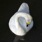 F 5,6
ISO 800
1/125
Lunghezza focale 90