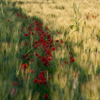 La via dei papaveri La via dei papaveri