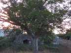 ..Pajara..