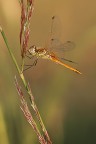 sympetrum art decò sympetrum art decò