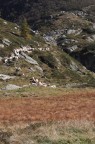 Pecore in montagna