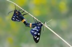 In coppia Fegea (Amata phegea Linnaeus) In coppia Fegea (Amata phegea Linnaeus)