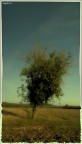 Albero da una favola Albero da una favola
