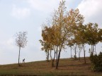 lo spigolatore di Borgoratto