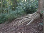 Mano d'albero Mano d'albero