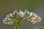 Anthocharis cardamines (Linnaeus 1758) Aurora Anthocharis cardamines (Linnaeus 1758) Aurora