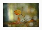 Toni d'autunno
