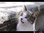 cat portrait