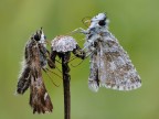 Pyrgus malvoides in due Pyrgus malvoides in due