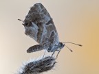 Cacyreus marshalli Butler, 1898