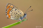 Lycaena thersamon (Esper, [1784])
