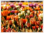Mare di Fiori Mare di Fiori