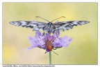 Melanargia galathea con coleottero... Melanargia galathea con coleottero...