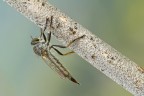 Asilide Asilide