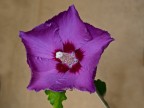 pentagono....viola pentagono....viola