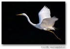 Airone bianco maggiore